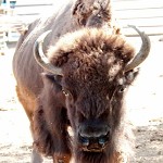 Bison bison. The furious bison's eyes.